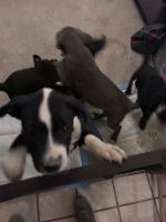 Rehoming pitbull pups
