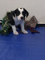 Rehoming pitbull pups