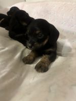 Mixed Puppies for sale in Naples, FL, USA. price: $1,000