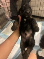 Help me find a good family