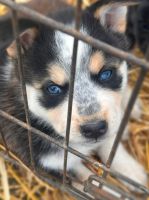 Mixed Puppies for sale in Lynchburg, TN, USA. price: $100