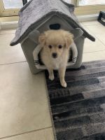 Mixed Puppies for sale in Lake Macquarie City Council, NSW, Australia. price: $500