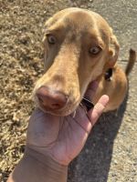 Mixed Puppies for sale in Chesterfield, VA 23832, USA. price: $800