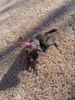 Nala needs a new home