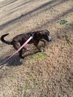 Nala needs a new home