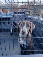 Mixed Puppies for sale in McDonough, GA, USA. price: NA