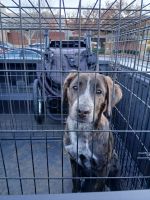 Nala needs a new home