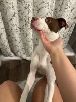 Mixed Puppies for sale in Dawsonville, GA 30534, USA. price: NA