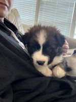 Goberian shepherd puppies