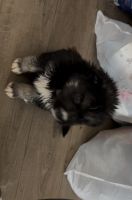 Goberian shepherd puppies