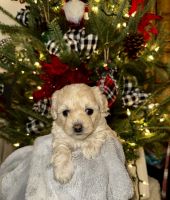 Mixed Puppies for sale in Bronx, NY, USA. price: $850