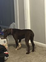 Mixed Puppies for sale in Connellsville, PA 15425, USA. price: $75