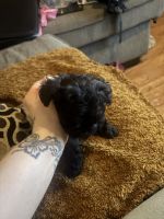 Mixed Puppies for sale in Dinwiddie, VA 23841, USA. price: $800