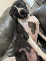 Mixed Puppies for sale in St Augustine, FL, USA. price: NA