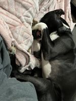 Thor (been trained by professional at behavioral boot camp)