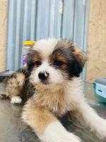 Mixed Puppies for sale in West Palm Beach, FL, USA. price: $400