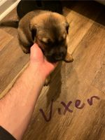 Mixed Puppies for sale in Norfolk, VA, USA. price: $20