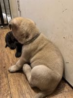 Mixed Puppies for sale in 5740 Wilcrest Cir S, Jacksonville, FL 32277, USA. price: NA