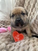 Bully King Corso puppy mix looking for a new home