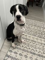 Mixed Puppies for sale in Spring Hill, FL 34606, USA. price: $300