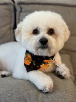 Mixed Puppies for sale in Henderson, NV, USA. price: NA