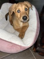 Mixed Puppies for sale in Cypress, Houston, TX, USA. price: $250