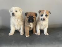 Litter of 3 girls and 5 boys