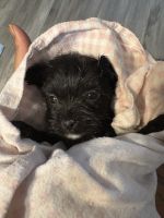 MalChi Puppies 8 Weeks