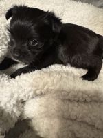 MalChi Puppies 8 Weeks