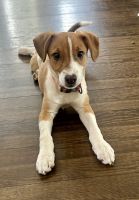 Mixed Puppies for sale in Ligonier, PA 15658, USA. price: $150