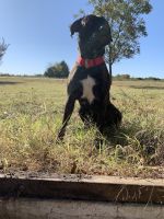 Mixed Puppies for sale in Farmersville, TX 75442, USA. price: NA