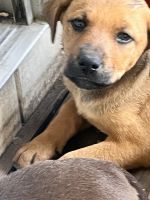 Mixed Puppies for sale in Brentwood, CA 94513, USA. price: NA