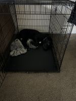 Mixed Puppies for sale in State College, PA, USA. price: $75