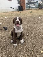 Mixed Puppies for sale in 2701 Clingman St, Hopewell, VA 23860, USA. price: $350