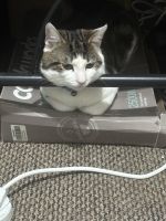 Mixed Cats for sale in London Borough of Newham, UK. price: NA