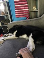 Mixed Puppies for sale in Topeka, KS, USA. price: $400