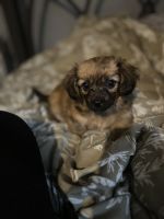 Mixed Puppies for sale in Columbus, OH, USA. price: $500