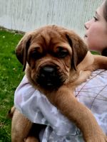 Mixed Puppies for sale in Ithaca, NY, USA. price: $1,000