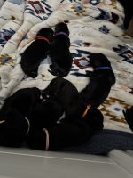 Mixed Puppies for sale in Indianapolis, IN, USA. price: $600