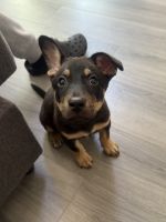 Adorable 9-Week-Old Mixed Breed Puppies for Rehoming!