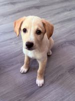 Mixed Puppies for sale in Waldorf, MD, USA. price: $350