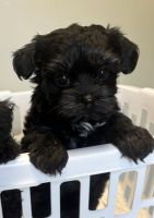 Mixed Puppies for sale in Northport, AL, USA. price: $1,500