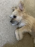 Mixed Puppies for sale in San Jacinto, CA, USA. price: $350