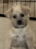 Yorkie poo mix