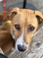 Mixed Puppies for sale in Seattle, WA 98107, USA. price: $100