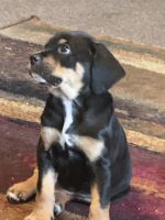 Mixed Puppies for sale in Central Point, OR, USA. price: $60