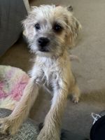 Mixed Puppies for sale in San Jacinto, CA, USA. price: $250