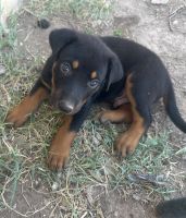 Mixed Puppies for sale in Laredo, TX, USA. price: $1
