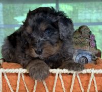 Mixed Puppies for sale in Morganton, GA 30560, USA. price: $1,000