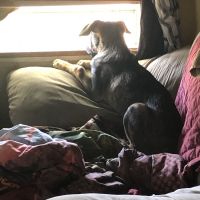 Jr. Needs A Furever Family